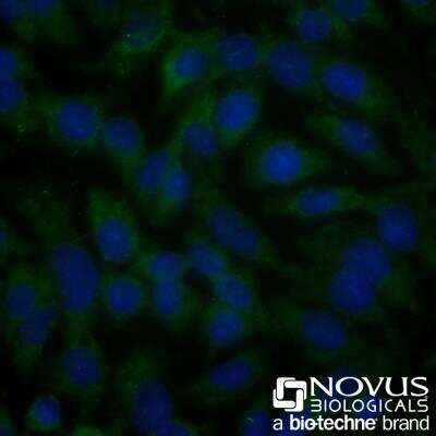 HeLa cells were fixed and permeabilized for 10 minutes using -20C MeOH.  The cells were incubated with Ferroportin/SLC40A1 Antibody [Alexa Fluor(R) 488] [NBP1-21502AF488] at 20ug/ml for 1 hour at room temperature.  Nuclei were counterstained with DAPI (blue).  Cells were imaged using a 40X objective.